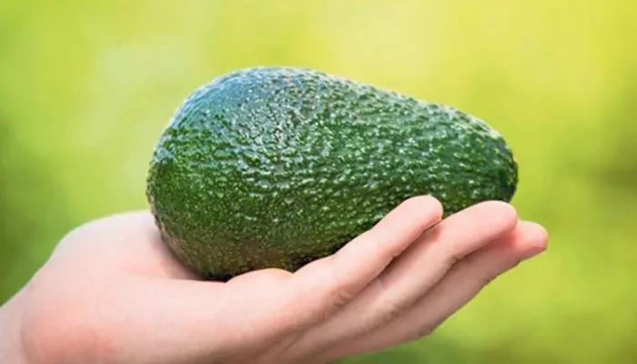 Спелое авокадо