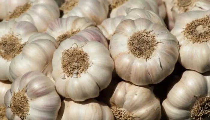 Домашний чеснок