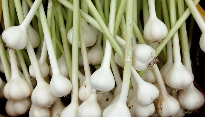 Молодой чеснок
