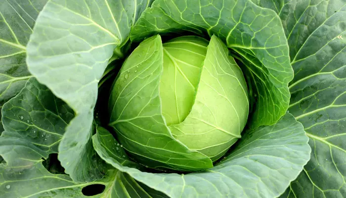 Белокочанная капуста Белокочанная капуста