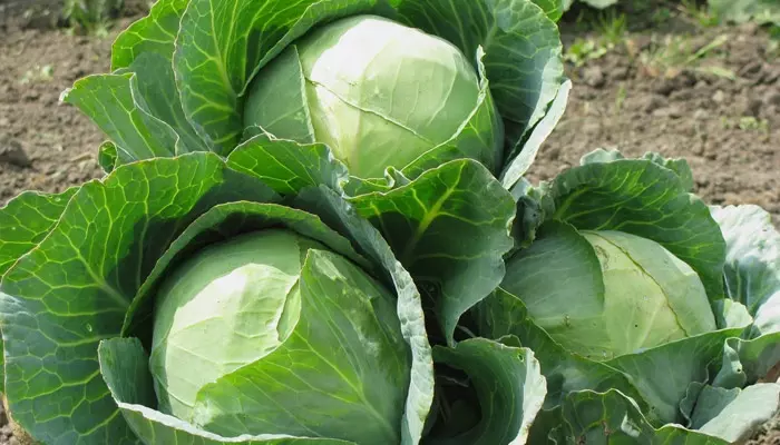 Капуста белокочанная Капуста белокочанная