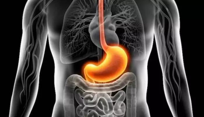 Расположение желудка в организме человека Расположение желудка в организме человека