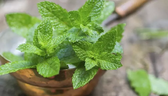 Пример полевой мяты Пример полевой мяты