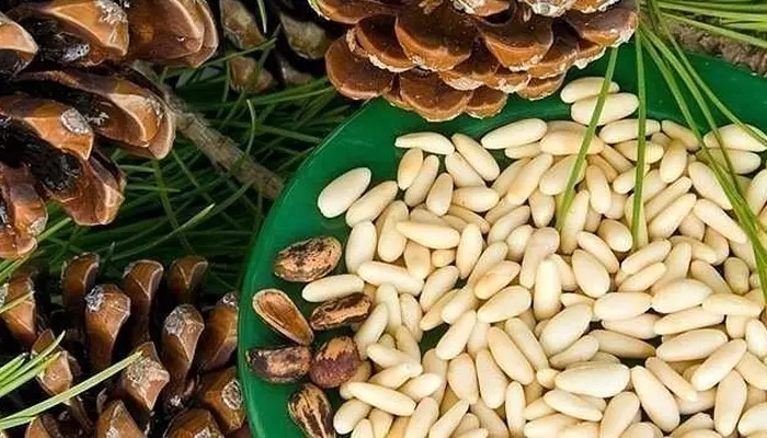 Кедровые орехи Кедровые орехи