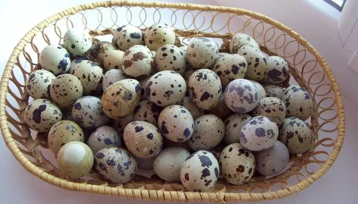 Свежие яйца перепелов
