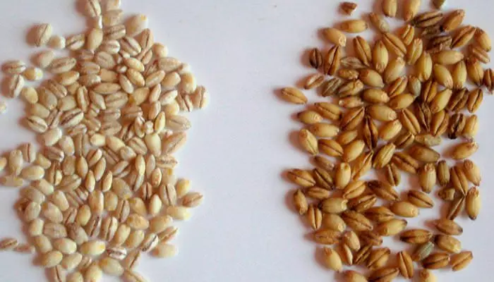 Два вида перловой крупы Два вида перловой крупы