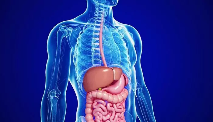 Пищеварительная система человека Пищеварительная система человека
