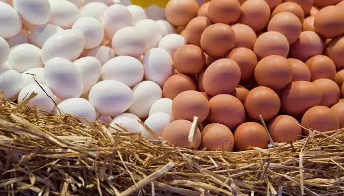 Куриные и перепелиные яйца при язве желудка